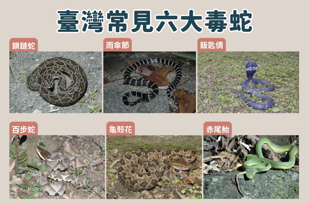 臺灣常見的6大毒蛇。(疾病管制署提供)